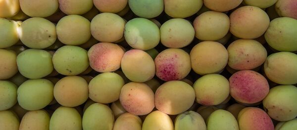 Сбор абрикосов в селе Айгезард, Араратская область Сбор абрикосов в селе Айгезард, Араратская область - Sputnik Армения