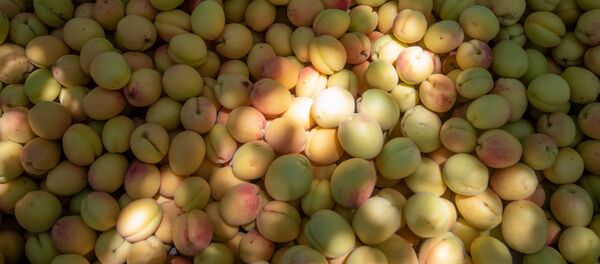 Сбор абрикосов в селе Айгезард, Араратская область - Sputnik Արմենիա