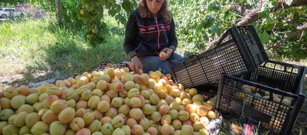 Сбор абрикосов в селе Айгезард, Араратская область - Sputnik Армения