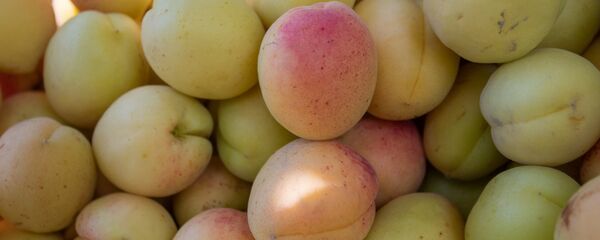 Сбор абрикосов в селе Айгезард, Араратская область - Sputnik Армения