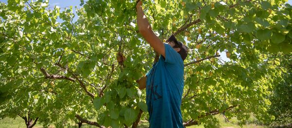 Сбор абрикосов в селе Айгезард, Араратская область Сбор абрикосов в селе Айгезард, Араратская область - Sputnik Արմենիա