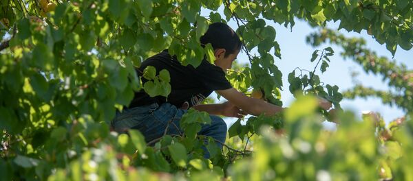 Сбор абрикосов в селе Айгезард, Араратская область - Sputnik Армения