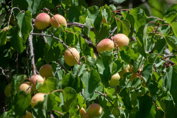 Очерк не этих дней: как азербайджанские торговцы скрывали армянский абрикос Очерк не этих дней: как азербайджанские торговцы скрывали армянский абрикос - Sputnik Армения