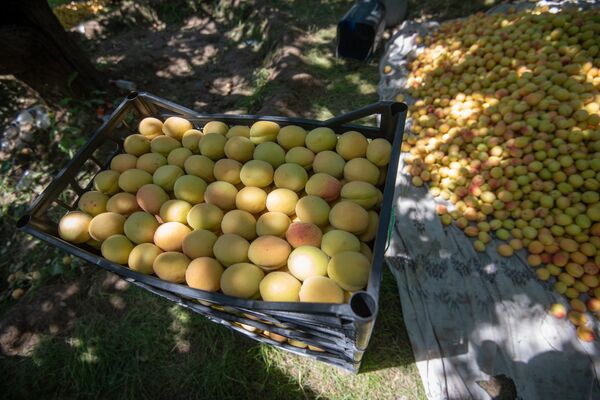 Сбор абрикосов в селе Айгезард, Араратская область - Sputnik Армения