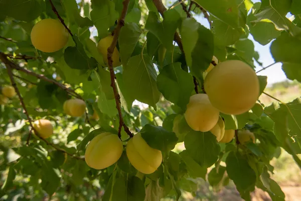 Ի՞նչ է կատարվում օրգանիզմում, երբ ծիրան եք ուտում - Sputnik Արմենիա