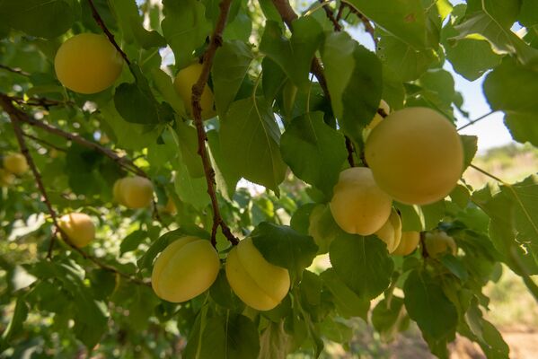 Сбор абрикосов в селе Айгезард, Араратская область - Sputnik Армения