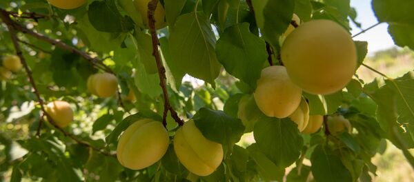 Сбор абрикосов в селе Айгезард, Араратская область Сбор абрикосов в селе Айгезард, Араратская область - Sputnik Армения