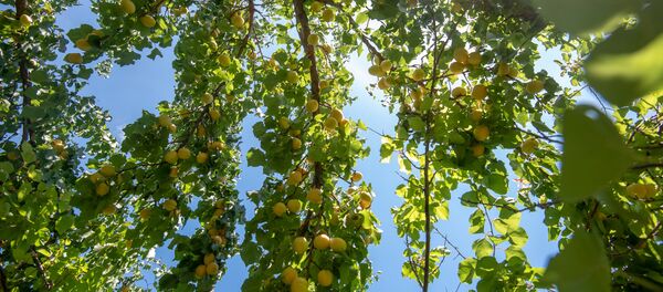 Сбор абрикосов в селе Айгезард, Араратская область - Sputnik Армения