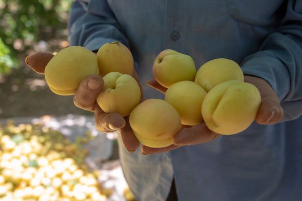 Ի՞նչ է կատարվում օրգանիզմում, երբ ծիրան եք ուտում Ի՞նչ է կատարվում օրգանիզմում, երբ ծիրան եք ուտում - Sputnik Արմենիա