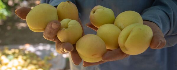 Сбор абрикосов в селе Айгезард, Араратская область - Sputnik Արմենիա