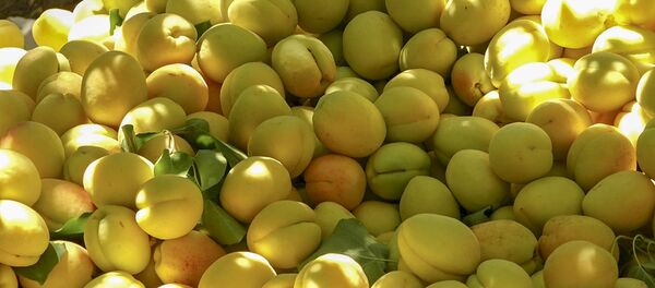 Հայ գյուղացի Սաեն Պողոսյանը պատմում է ծիրանի բերքի մասին Հայ գյուղացի Սաեն Պողոսյանը պատմում է ծիրանի բերքի մասին - Sputnik Արմենիա