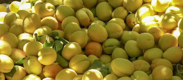 Армянский фермер Саен Погосян рассказывает об урожае абрикоса - Sputnik Արմենիա