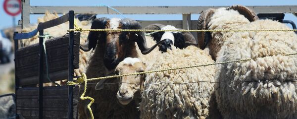 Бараны и овцы в кузове грузовика - Sputnik Армения