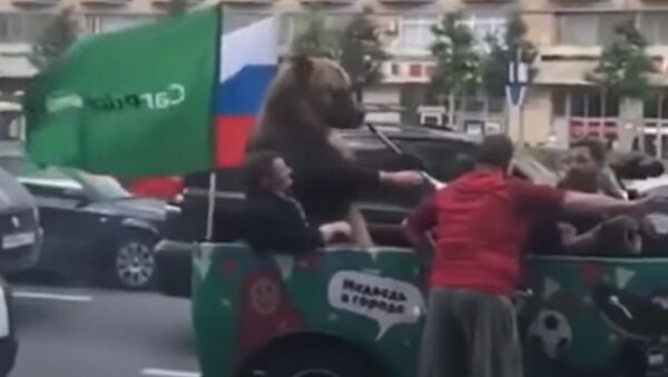 Медведь празднует победу сборной России - Sputnik Արմենիա
