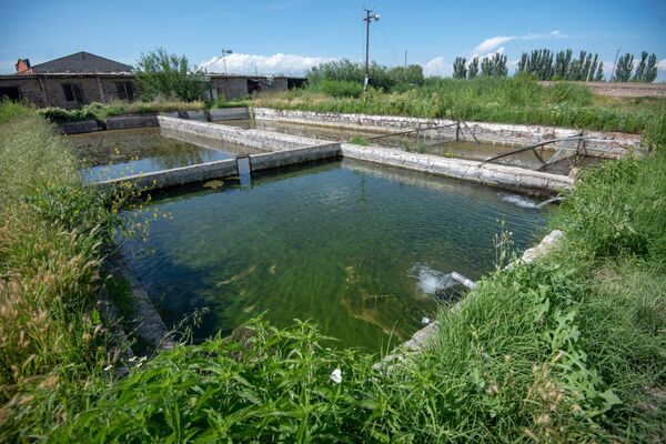 Бассейны рыбного хозяйства, село Гай, Армавирская область - Sputnik Армения