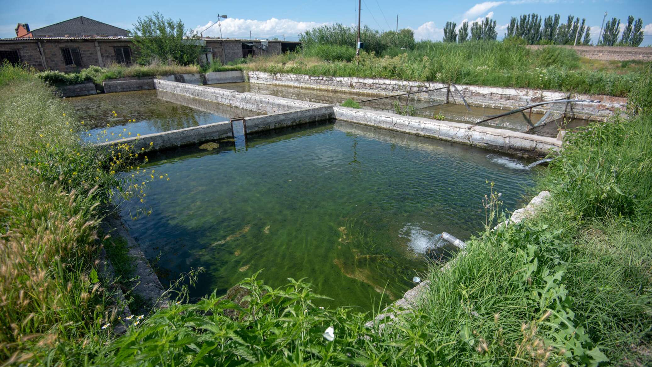 Рыбное хозяйство в Армении. Рыбное хозяйство в Кыргызстане. Форель в море фото. Ива рыбное хозяйство