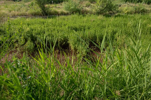 Чабрец - Sputnik Армения