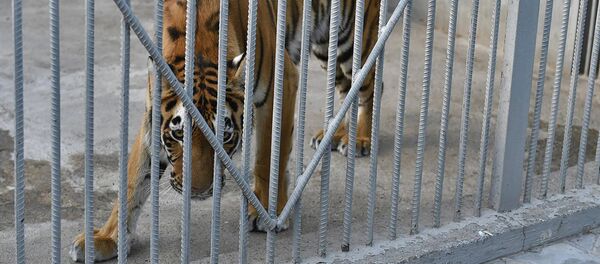 Тигр из питомника генерала Манвела Григоряна - Sputnik Армения
