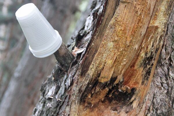 Пикник по-армянски - Sputnik Արմենիա