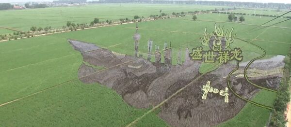 Китайские фермеры создают удивительные рисунки на рисовых полях - Sputnik Армения