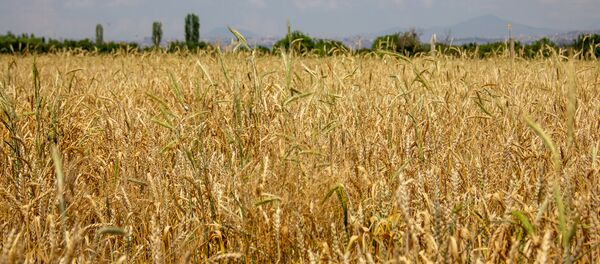 Пшеница Пшеница - Sputnik Արմենիա