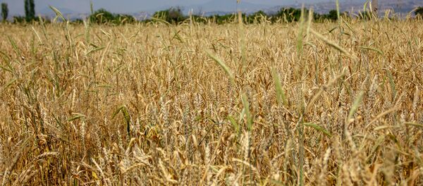 Пшеница - Sputnik Армения