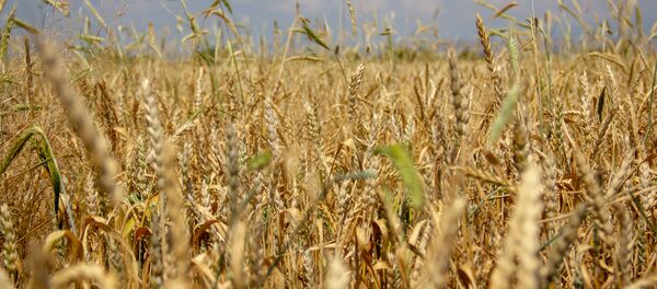 Пшеница - Sputnik Армения