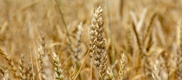 Пшеница  - Sputnik Армения