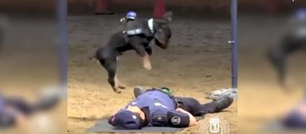 Массаж сердца от полицейской собаки - Sputnik Армения