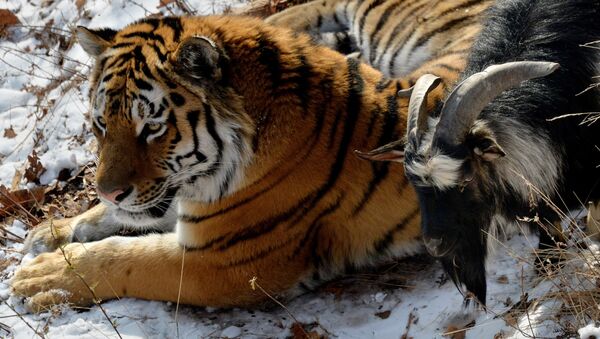 В Приморском Сафари-парке амурский тигр подружился с козлом - Sputnik Армения
