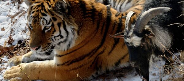 В Приморском Сафари-парке амурский тигр подружился с козлом - Sputnik Армения