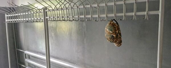 Военная кепка - Sputnik Армения