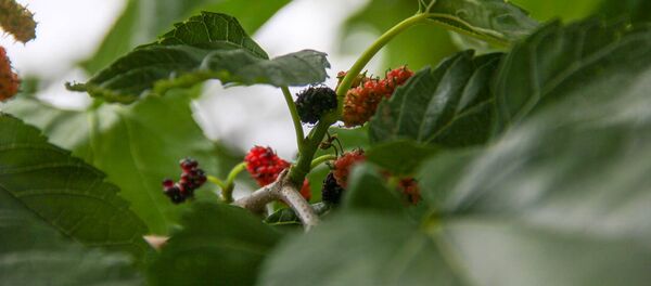 Шелковица черная Шелковица черная - Sputnik Արմենիա