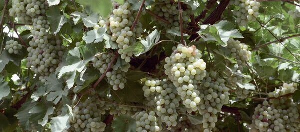 Виноград Виноград - Sputnik Արմենիա