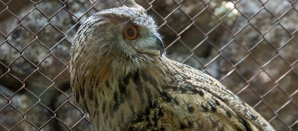 Содержащегося в клетке в парке Победа филина перевезли в ереванский зоопарк Содержащегося в клетке в парке Победа филина перевезли в ереванский зоопарк - Sputnik Արմենիա