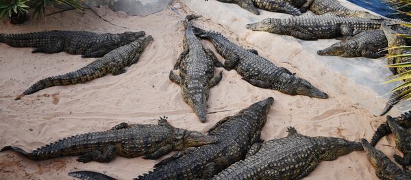 Много крокодилов. Архивное фото. - Sputnik Армения