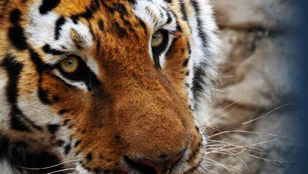 Амурский тигр ереванского зоопарка - Sputnik Արմենիա