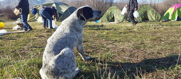 Пес Чало Пес Чало - Sputnik Արմենիա