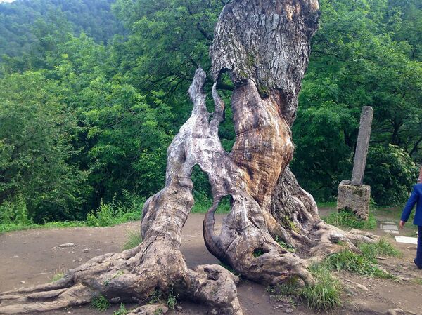 Старинный дуб перед монастырем Ахарцин - Sputnik Армения