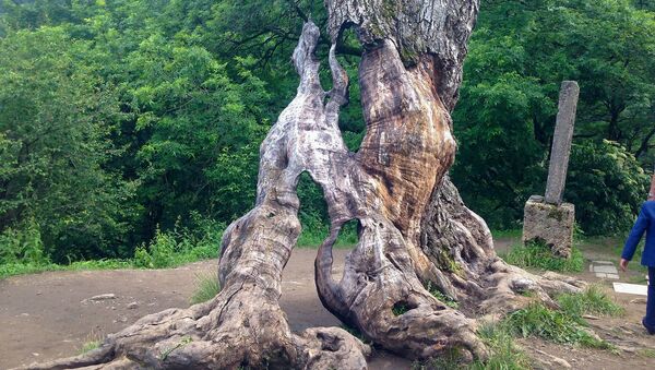 Старинный дуб перед монастырем Ахарцин - Sputnik Արմենիա