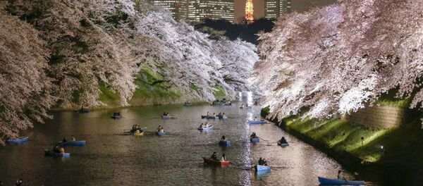 Полное цветение сакуры в Токио - Sputnik Армения