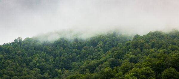 Леса Тавушской области Леса Тавушской области - Sputnik Արմենիա