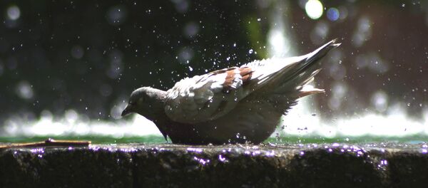 Голубь - Sputnik Армения