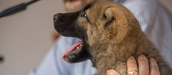 Щенок гампра Щенок гампра - Sputnik Արմենիա