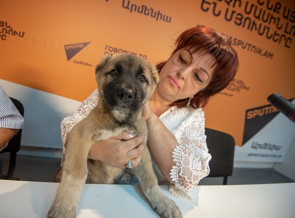 Виолетта Габриелян во время видеомоста по теме Как возрождают национальные породы собак в постсоветских странах - Sputnik Արմենիա