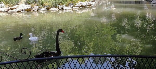 Ереванский зоопарк Ереванский зоопарк - Sputnik Արմենիա