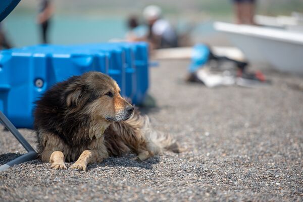 Лагерь на берегу Севана с программой реабилитации людей с ограниченными возможностями - Sputnik Армения