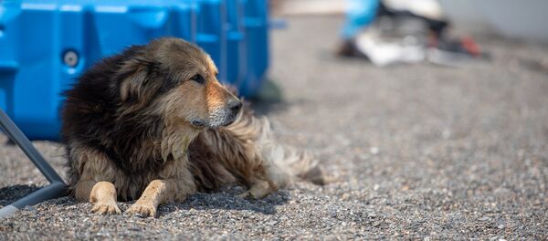 Лагерь на берегу Севана с программой реабилитации людей с ограниченными возможностями - Sputnik Արմենիա