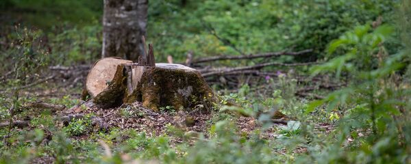 Дилижанский национальный парк - Sputnik Արմենիա