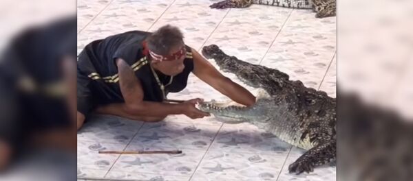 Крокодил откусил руку дресировщика - Sputnik Армения